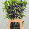 Gentiana triflora Just Blue