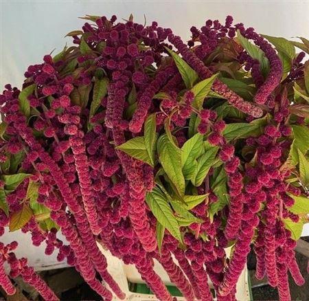 Amaranthus caudatus 'Rosary'