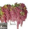 Amaranthus caudatus 'Coral Fountain'