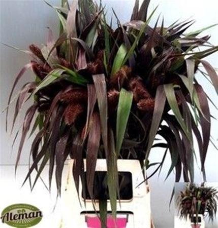 Setaria italica 'Red Jewel'