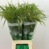 Panicum virgatum 'Fontaine'