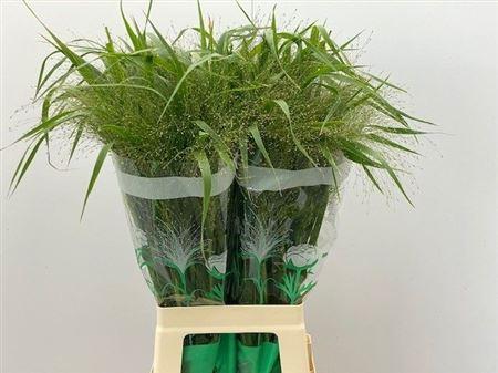 Panicum virgatum 'Fontaine'