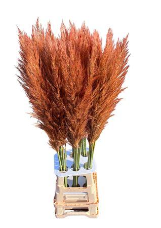 Snijbloemen overig kleurbehandeld H%