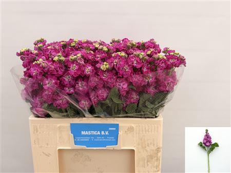 Matthiola incana StoX Deep Rose