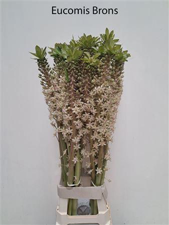 Eucomis overig
