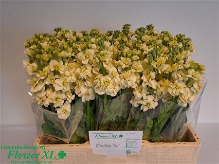 Matthiola incana StoX Yellow