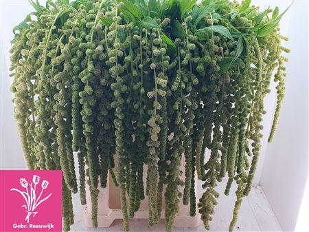 Amaranthus caudatus 'Cycloop'