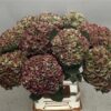 Hydrangea macrophylla Magical Revolution (classic)