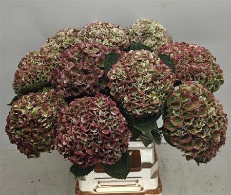 Hydrangea macrophylla Magical Revolution (classic)