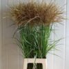 Miscanthus sinensis 'Ferner Osten' (wit)