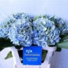 Hydrangea macrophylla 'Verena'  (classic blauw)