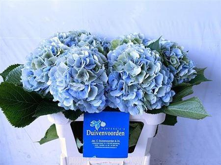 Hydrangea macrophylla 'Verena' (classic blauw)