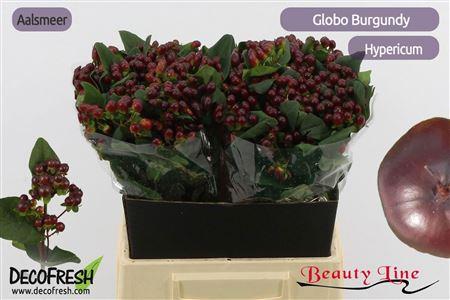 Hypericum x inodorum Globo Burgundy