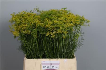 Anethum graveolens