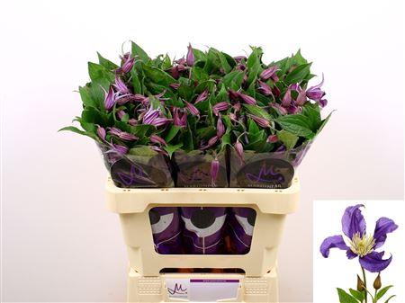 Clematis (Diversifolia Grp) Blue Pirouette