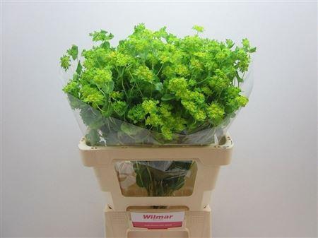 Bupleurum rotundifolium