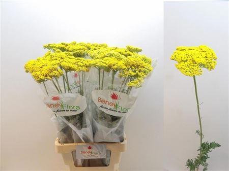 Achillea filipendulina 'Parker's Variety'