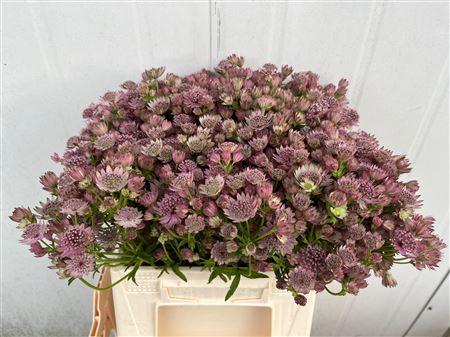 Astrantia major 'Pink Sensation'