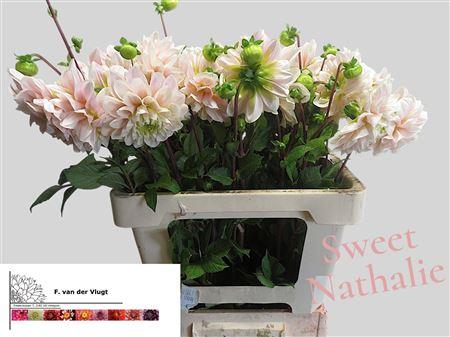 Dahlia (Decorative Grp) 'Sweet Nathalie'