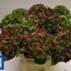 Hydrangea macrophylla Royal Palace (classic)