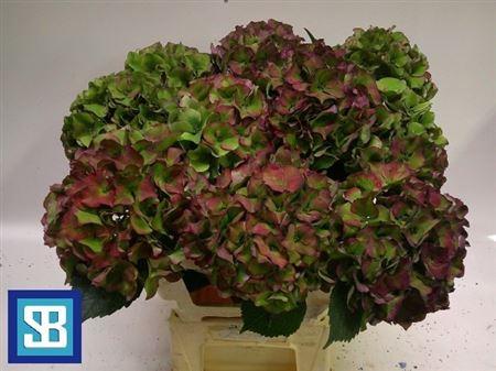 Hydrangea macrophylla Royal Palace (classic)