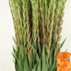 Gladiolus (Large-flowered Grp) 'Live Oak'