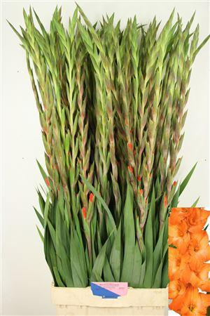 Gladiolus (Large-flowered Grp) 'Live Oak'