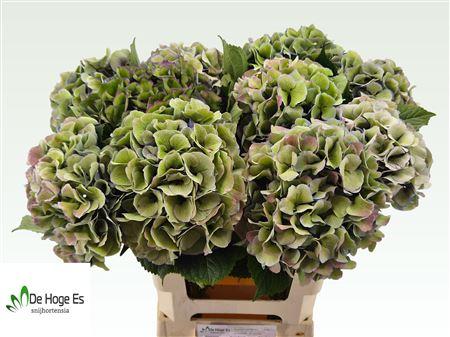 Hydrangea macrophylla Royal Love (classic)