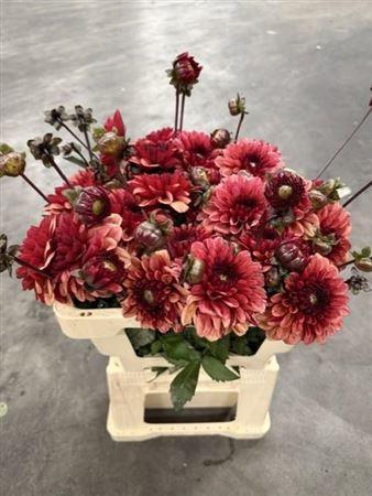 Dahlia overig