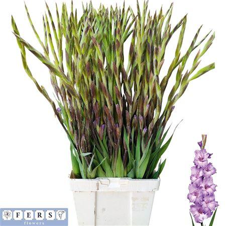 Gladiolus (Large-flowered Grp) 'Milka'