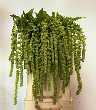 Amaranthus caudatus 'Cycloop'