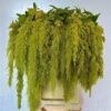Amaranthus caudatus 'Green Spider'