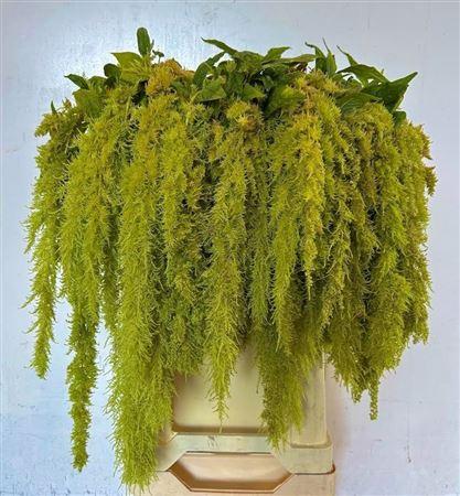 Amaranthus caudatus 'Green Spider'