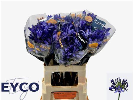 Agapanthus (Funnel Grp) Eyfori Blue