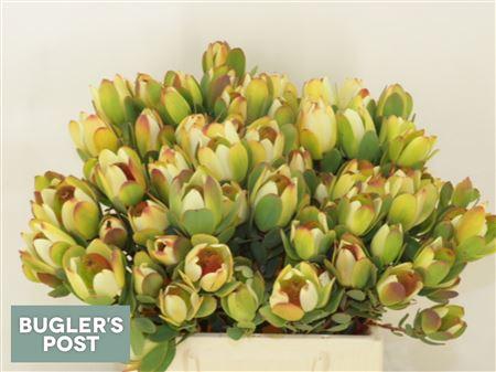 Leucadendron discolor 'Pom-pom'