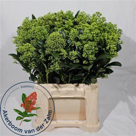 Skimmia japonica 'Frank White' per bos