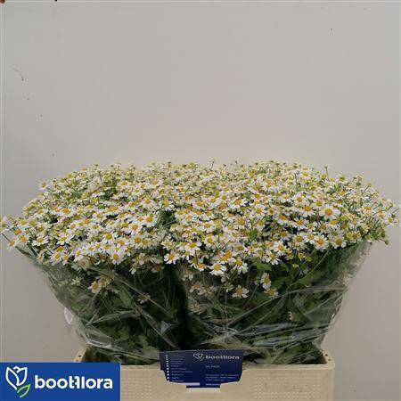 Tanacetum parthenium 'Single Vegmo'