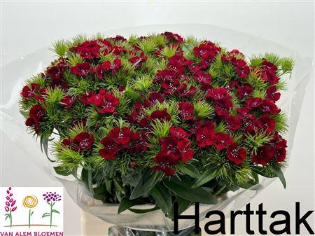 Dianthus barbatus 'Sweet Will Red'