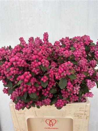 Symphoricarpos (Pink Berry Grp) Magical Ruby Giant