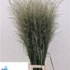 Panicum virgatum 'Dallas Blues'