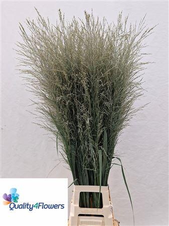 Panicum virgatum 'Dallas Blues'