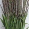 Gladiolus (Large-flowered Grp) 'Purple Flora'