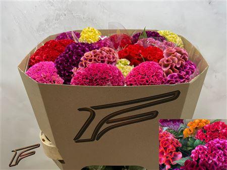 Celosia argentea (Cristata Grp) gemengd