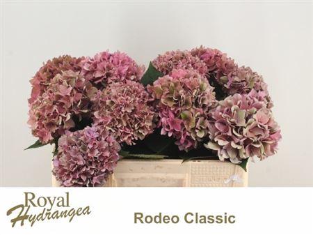 Hydrangea macrophylla 'Rodeo' (classic)