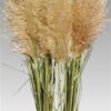 Cortaderia overig