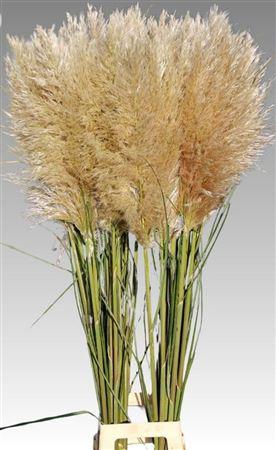 Cortaderia overig