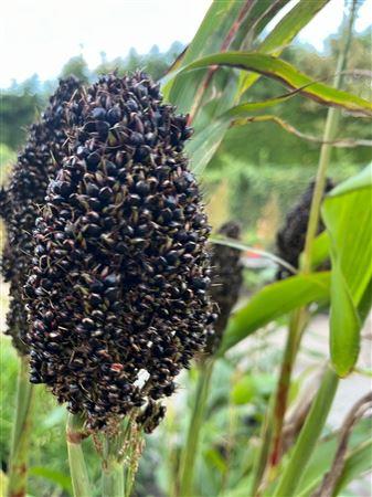 Sorghum bicolor