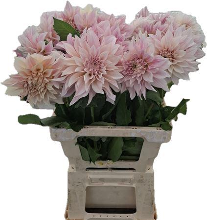 Dahlia (Decorative Grp) 'Café au Lait'