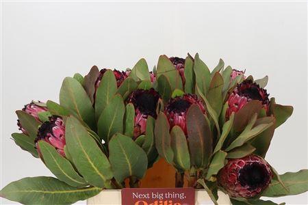 Protea magnifica 'Early Mountain Queen'