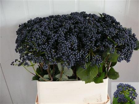 Viburnum per tak dentatum 'Blueberry Hill'
